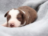 Chiots Border Collie non LOF à vendre