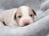 Chiots Border Collie non LOF à vendre