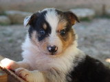 Chiots Border Collie non LOF à vendre