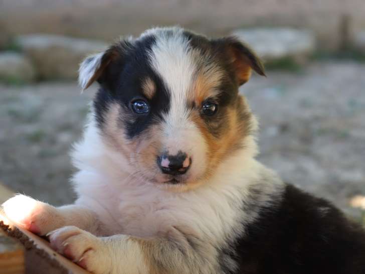 Chiots Border Collie non LOF à vendre