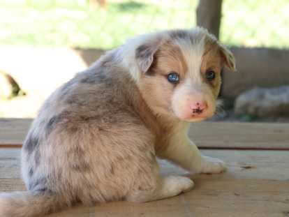 Chiots Border Collie non LOF à vendre