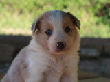 Chiots Border Collie non LOF à vendre