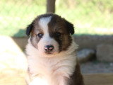 Chiots Border Collie non LOF à vendre
