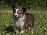 Chiots Border Collie non LOF à vendre