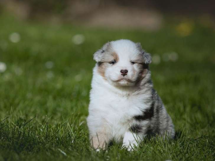 Mise en vente de 6 chiots Berger Australien LOF nés en février 2026, 5 mâles et 1 femelle