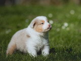 Mise en vente de 6 chiots Berger Australien LOF nés en février 2026, 5 mâles et 1 femelle