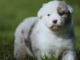 Mise en vente de 6 chiots Berger Australien LOF nés en février 2026, 5 mâles et 1 femelle