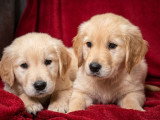 Mise en vente d’un Golden Retriever né en décembre 2025