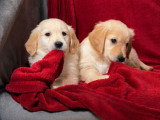Mise en vente d’un Golden Retriever né en décembre 2025