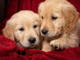 Mise en vente d’un Golden Retriever né en décembre 2025