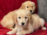 Mise en vente d’un Golden Retriever né en décembre 2025