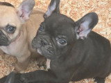 2 femelles Bouledogue français nées en janvier 2026 à vendre