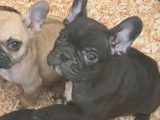 2 femelles Bouledogue français nées en janvier 2026 à vendre