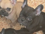 2 femelles Bouledogue français nées en janvier 2026 à vendre