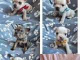 Réservation ouverte pour 7 chiots Bouledogue français nés en février 2026