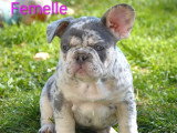 3 chiots Bouledogue Français mâles et femelle à vendre
