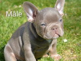 3 chiots Bouledogue Français mâles et femelle à vendre