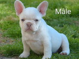 3 chiots Bouledogue Français mâles et femelle à vendre