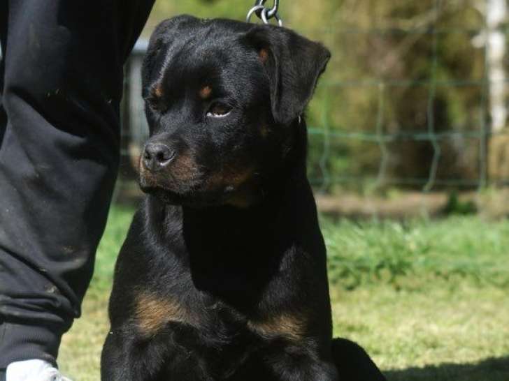 Mise en vente d’une femelle Rottweiler LOF née en octobre 2025
