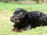 Mise en vente d’une femelle Rottweiler LOF née en octobre 2025