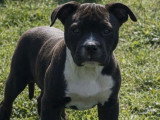 9 chiots American Bully XL à vendre, 6 mâles et 3 femelles, nés en décembre 2025