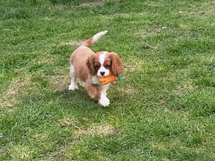 2 chiots Cavalier King Charles LOF à vendre, 1 mâle et 1 femelle, nés en décembre 2025