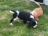 2 chiots Cavalier King Charles LOF à vendre, 1 mâle et 1 femelle, nés en décembre 2025