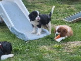 2 chiots Cavalier King Charles LOF à vendre, 1 mâle et 1 femelle, nés en décembre 2025