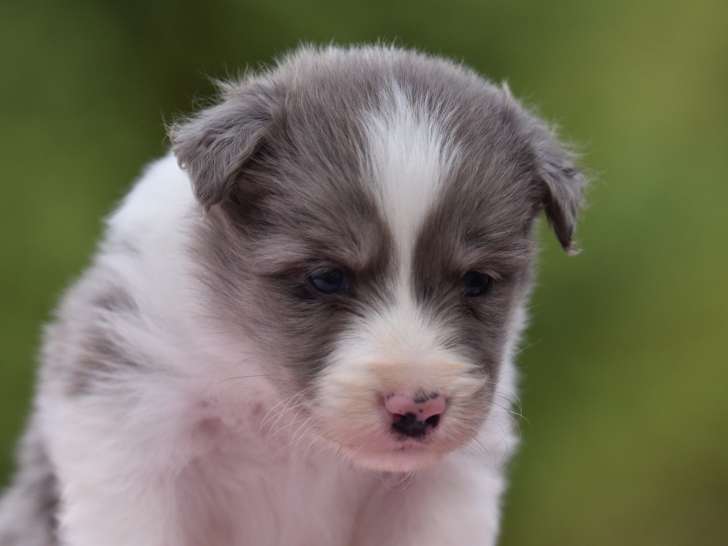 1 Chiot Mâle Border Collie Booster 3 Mois LOF Réservation Avril