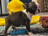 1 Chiot Mâle Boston Terrier Ari Coco 3 Mois LOF Disponible Immédiatement