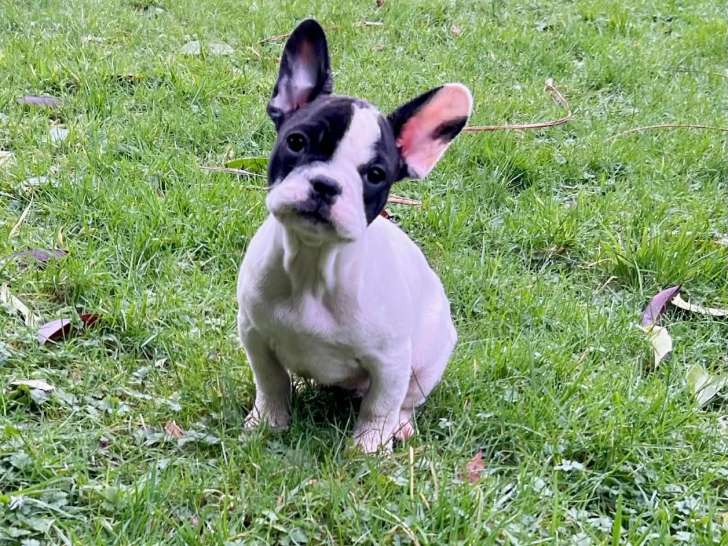 1 Chiot Mâle Bouledogue Français 4 Mois LOF Disponible