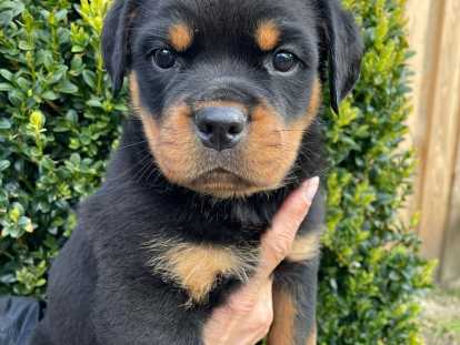 Chiots Rottweiler LOF à vendre (5 femelles & 5 mâles)