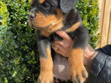 Chiots Rottweiler LOF à vendre (5 femelles & 5 mâles)