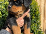 Chiots Rottweiler LOF à vendre (5 femelles & 5 mâles)