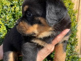 Chiots Rottweiler LOF à vendre (5 femelles & 5 mâles)