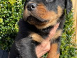 Chiots Rottweiler LOF à vendre (5 femelles & 5 mâles)