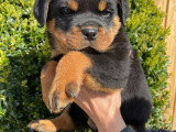 Chiots Rottweiler LOF à vendre (5 femelles & 5 mâles)