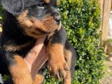 Chiots Rottweiler LOF à vendre (5 femelles & 5 mâles)