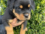 Chiots Rottweiler LOF à vendre (5 femelles & 5 mâles)