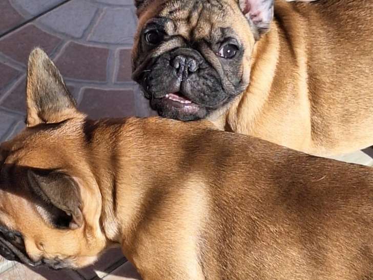 2 Chiots Mâles Bouledogue Français LOF 3 Mois Disponibles