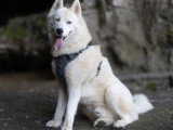 Ragnar, mâle Husky Siberien non LOF disponible pour saillie