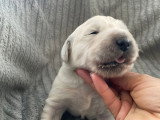 Chiots Golden Retriever à vendre (2 femelles & 5 mâles)