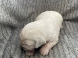 Chiots Golden Retriever à vendre (2 femelles & 5 mâles)
