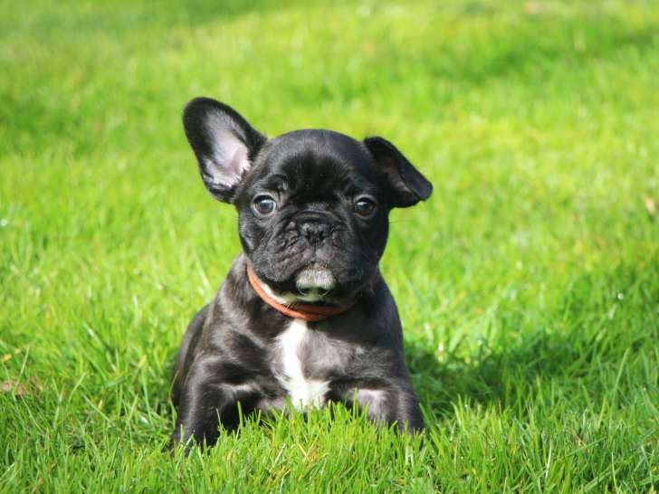À réserver Chiot Mâle Bouledogue Français LOF