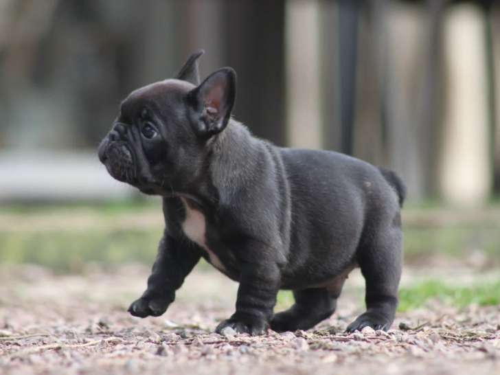 Chiot Mâle Bouledogue Français LOF 2 Mois Réservation