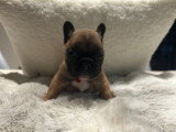 Disponible Chiot Mâle Bouledogue Français LOF 2 Mois