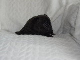 Réservation Chiot Femelle Bouledogue Français LOF Bringée 1 Mois