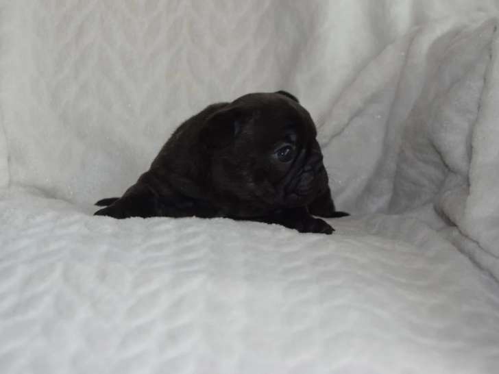 Réservation Chiot Femelle Bouledogue Français LOF Bringée 1 Mois