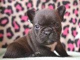 2 Femelles 2 Mâles Bouledogue Français LOF Chiots 1 Mois Disponibles