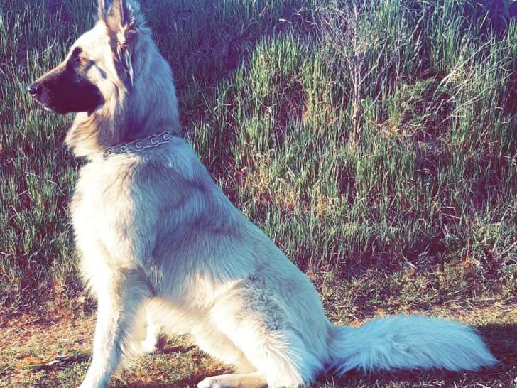 Mâle de type Berger Belge Tervueren disponible pour saillie